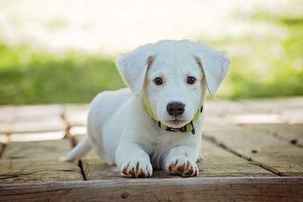 Tử vi hàng ngày 12 con giáp thứ Ba 26/4/2022: Tài chính bất ổn-5