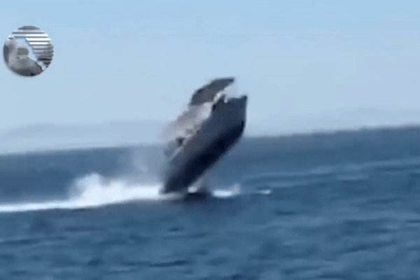 Thót tim cá voi húc tung thuyền chở khách bay lên không trung