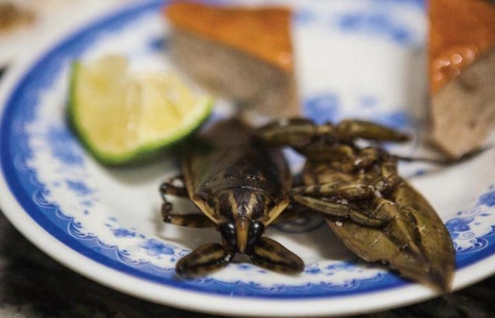 Cà cuống: Món ngon quý hiếm từ sình lầy-4