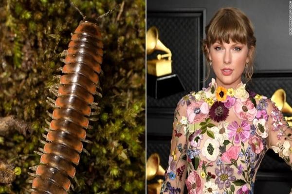 Taylor Swift named for new worm
