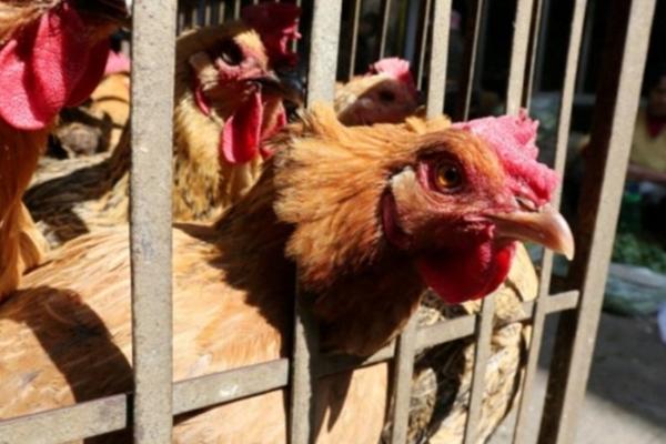 Bệnh cúm gia cầm A(H9) nguy hiểm như thế nào?-3