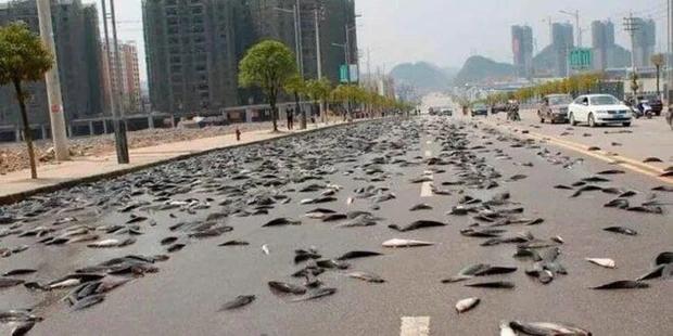 Bí ẩn không lời giải về thành phố mưa cá hàng năm-2