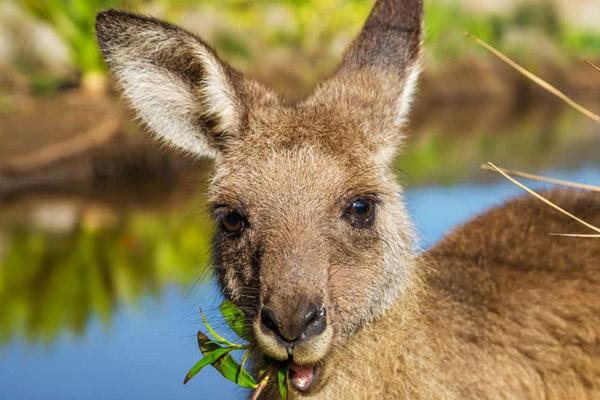 Lý do người Hàn phát cuồng vì gà rán-4