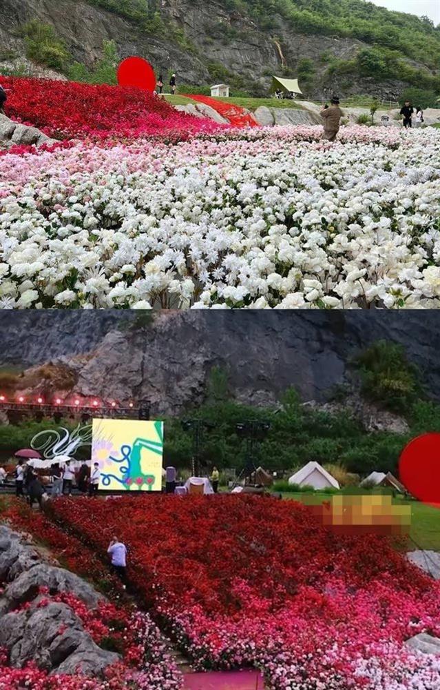 Chàng trai mua 50.000 bông hoa, đặt nhẫn Angela Baby cầu hôn bồ-4