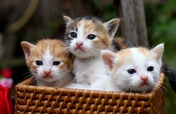 Ba con giáp, tài lộc, phúc lộc, và những chú mèo dễ thương là điều mà bạn không thể bỏ qua. Hãy xem hình ảnh để nhận lấy niềm vui và may mắn trong cuộc sống của bạn.