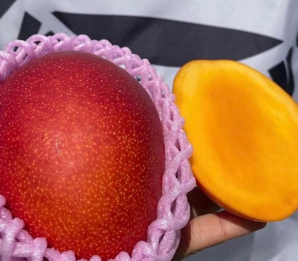 Mùa xoài cao điểm của xoài đỏ Nhật từ tháng 5 đến tháng 6 hàng năm. Ảnh: Mia Fruits