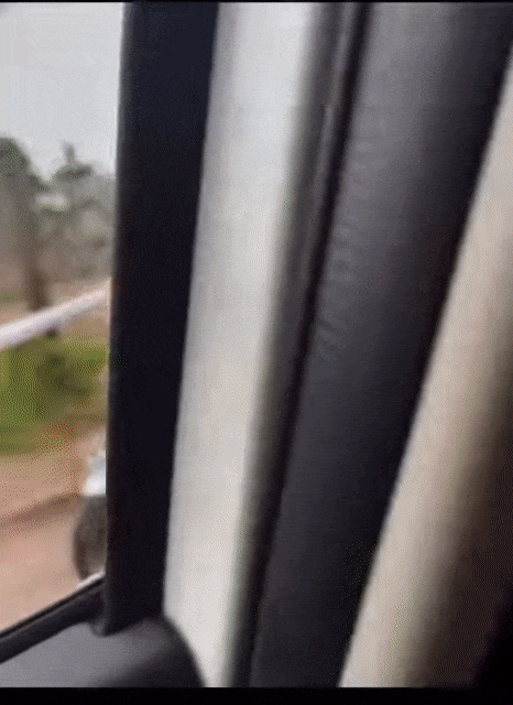 Thánh quỵt Bella lừa được trai trẻ kéo xe suốt dọc đường-2