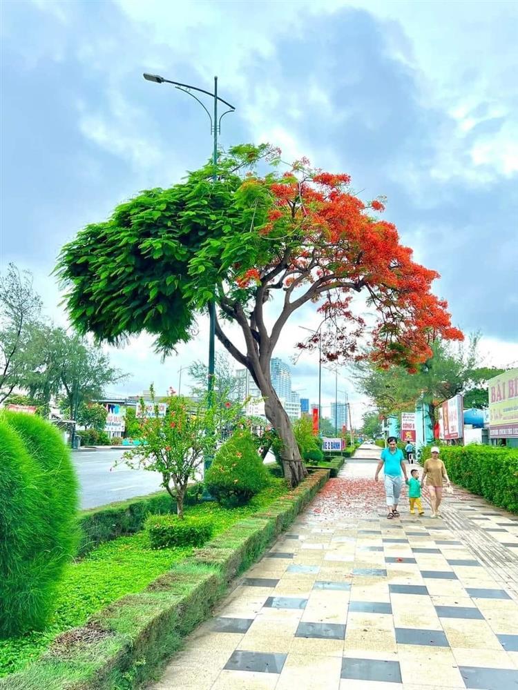 Cây phượng xanh chín hot nhất MXH: Thân Vũng Tàu, hồn Hải Phòng-3