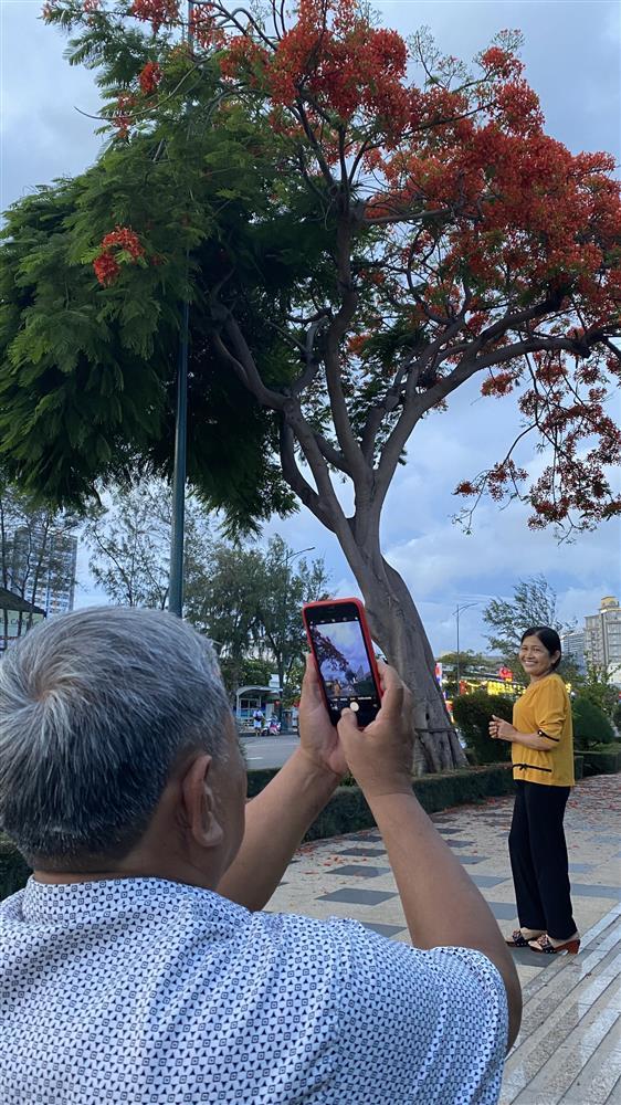 Cây phượng xanh chín hot nhất MXH: Thân Vũng Tàu, hồn Hải Phòng-4