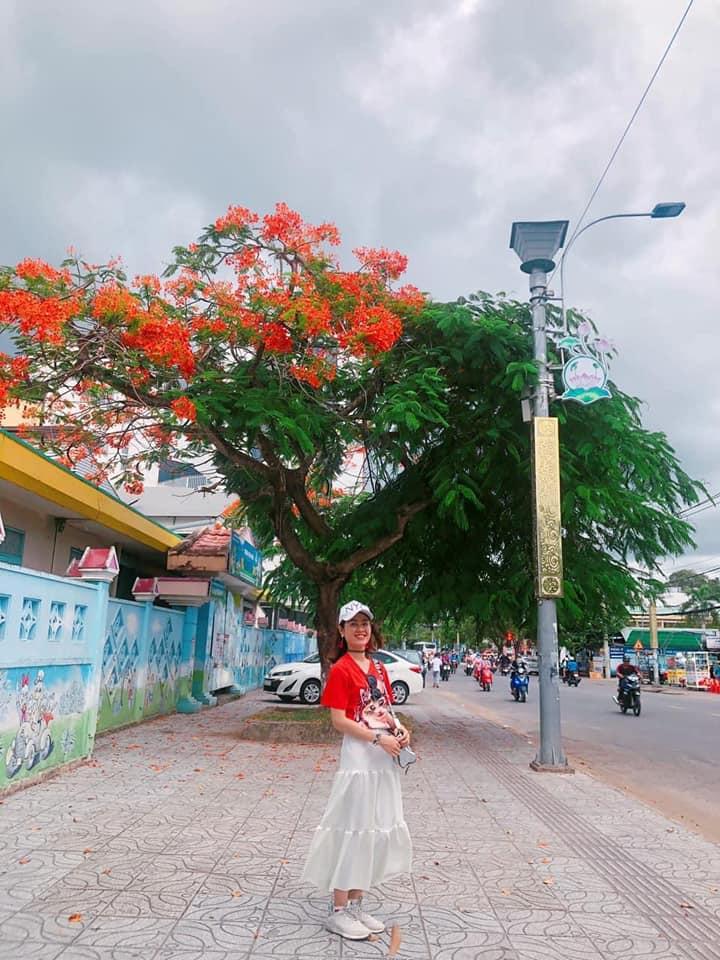 Cây phượng xanh chín hot nhất MXH: Thân Vũng Tàu, hồn Hải Phòng-7