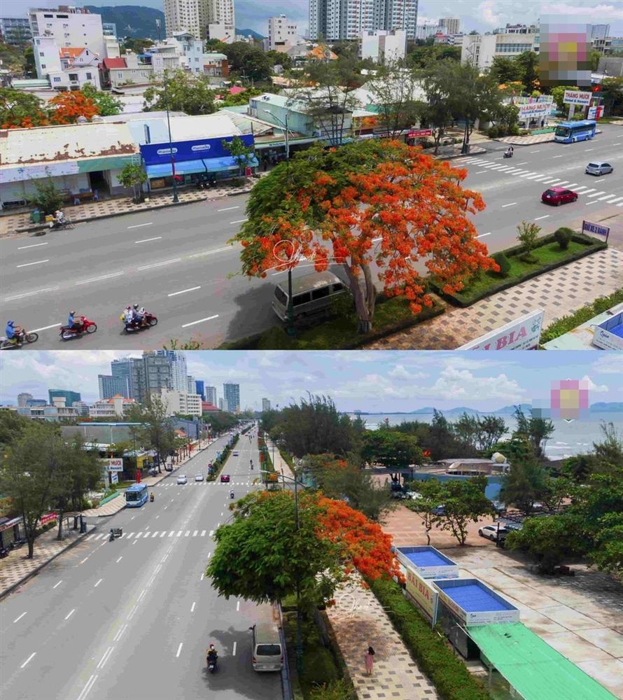 Cây phượng xanh chín hot nhất MXH: Thân Vũng Tàu, hồn Hải Phòng-2