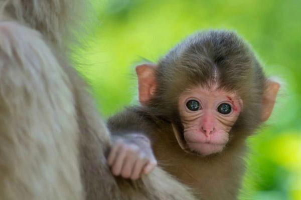 Tử vi hàng ngày 12 con giáp thứ Sáu 6/5/2022: Dần bị hãm hại-5