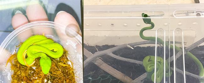 Hà Nội: Giấu bố mẹ mua rắn lục về nuôi làm thú cưng, bé trai bị rắn cắn nguy kịch-1