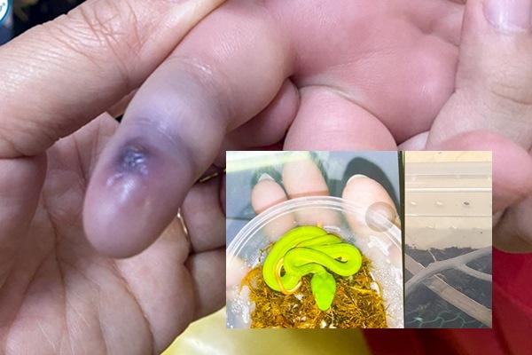 Cố tình dắt thú cưng, mang loa kéo vào phố đi bộ Hồ Gươm bị xử lý thế nào?-3