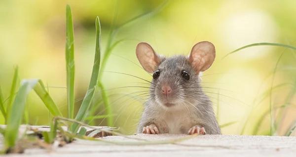 2 tuổi đại hạn năm Quý Mão 2023: Vừa gặp Thái Tuế lại dính Tam Tai-1