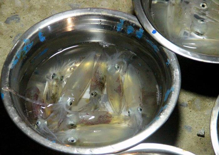 Món ăn ngon nổi tiếng Cửa Lò, nghe tên thấy lạ, ăn vào còn lạ hơn-6