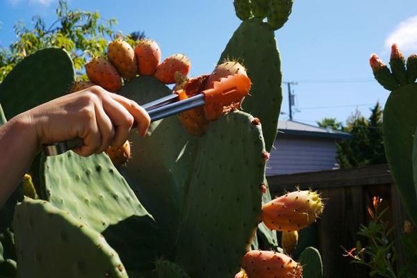 Prickly pear cactus becomes an expensive fruit in the supermarket