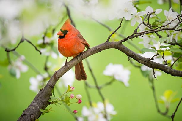 Sinh tháng Âm lịch này năm 2022 như hoa nở rộ, vận may dồi dào-1