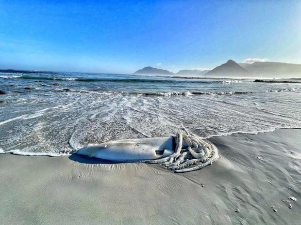 Rare sight, giant squid carcass washed up on South African beach-1