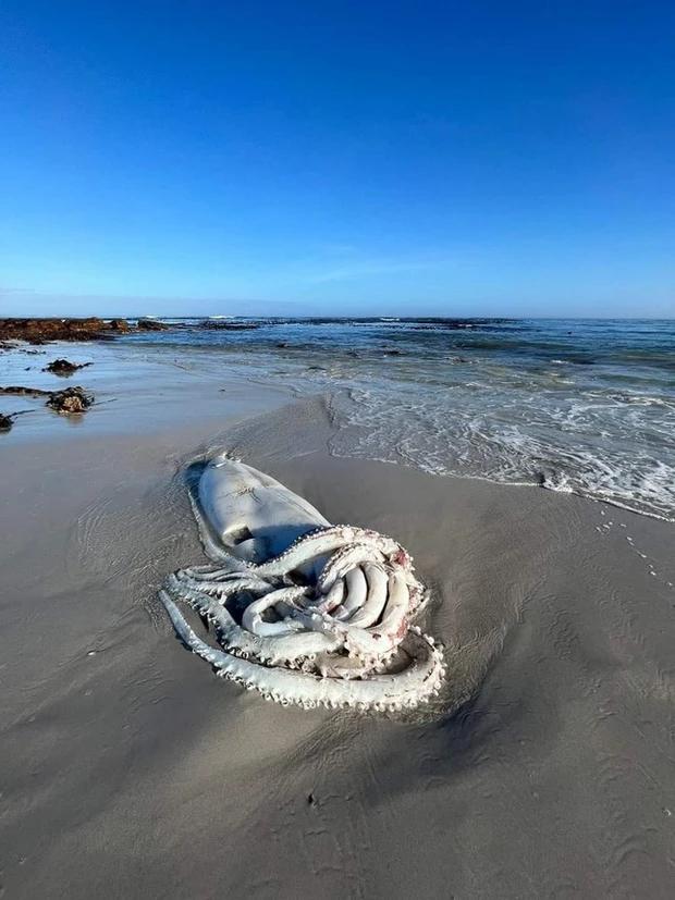 Rare sight, giant squid carcass washed up on South African beach-2