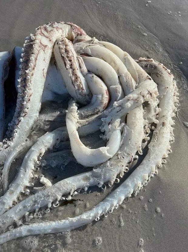 Rare sight, giant squid carcass washed up on South African beach-3