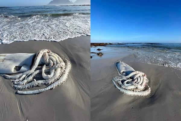 Rare sight, giant squid carcass washed up on South African beach