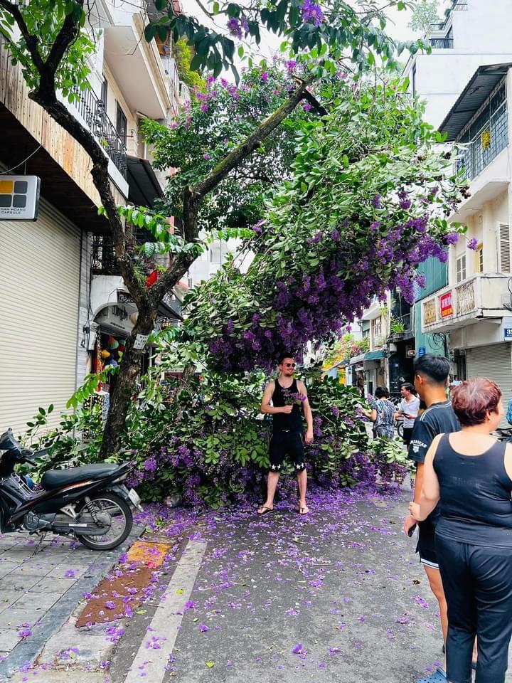 Bằng lăng tím gãy giữa phố cổ, dân tình ồ ạt đến check-in-2