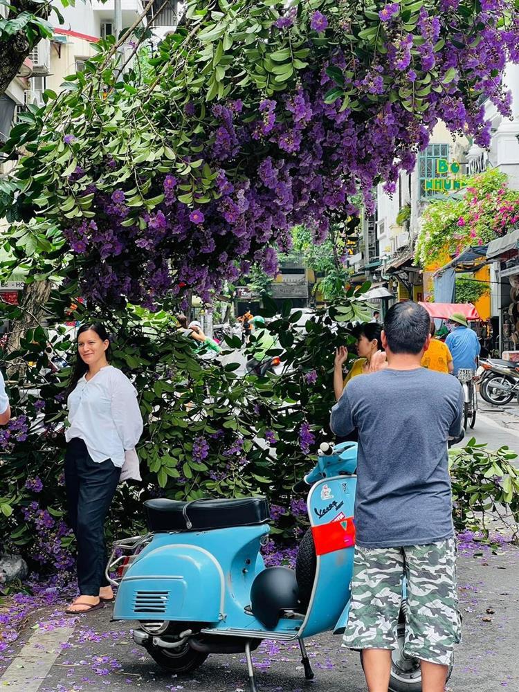 Bằng lăng tím gãy giữa phố cổ, dân tình ồ ạt đến check-in-5