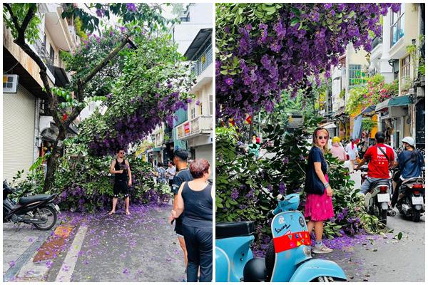The purple mausoleum tree fell in the middle of Hanoi’s old town, people flocked to check-in