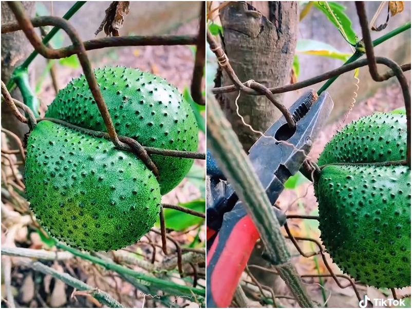 Đầu hàng những thể dạng mọc quả sai trái, muốn ăn mà bực phát điên-1