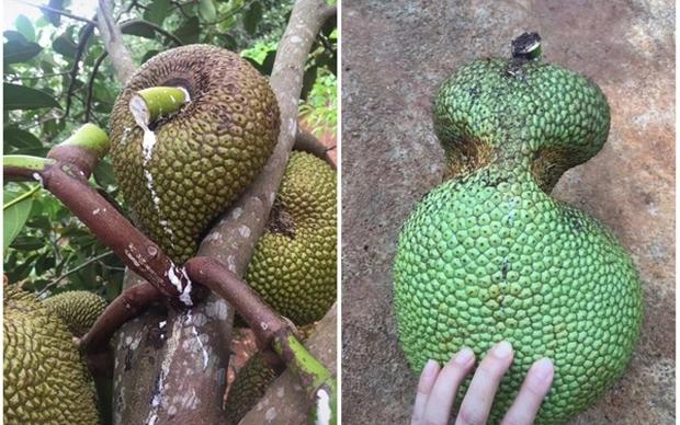Đầu hàng những thể dạng mọc quả sai trái, muốn ăn mà bực phát điên-2