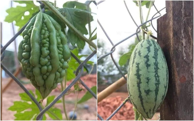 Đầu hàng những thể dạng mọc quả sai trái, muốn ăn mà bực phát điên-3