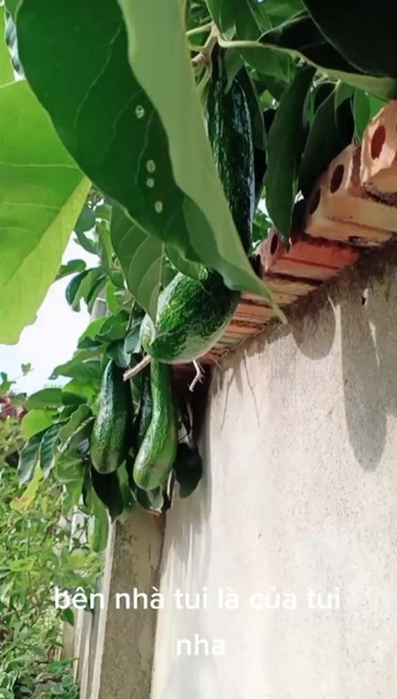 Đầu hàng những thể dạng mọc quả sai trái, muốn ăn mà bực phát điên-4