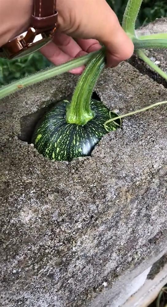 Đầu hàng những thể dạng mọc quả sai trái, muốn ăn mà bực phát điên-5