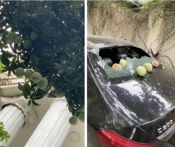 Đầu hàng những thể dạng mọc quả sai trái, muốn ăn mà bực phát điên-6