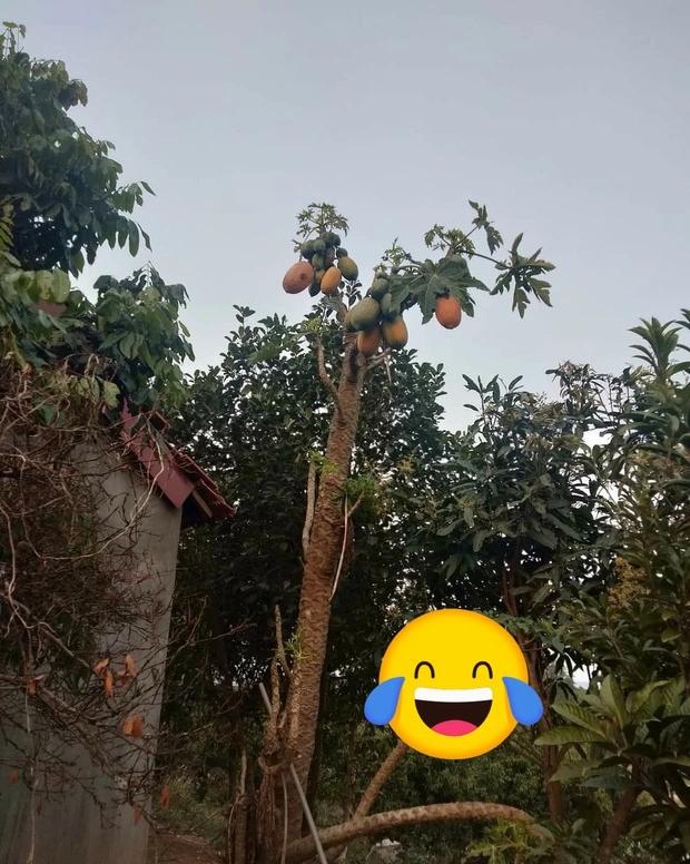 Đầu hàng những thể dạng mọc quả sai trái, muốn ăn mà bực phát điên-7