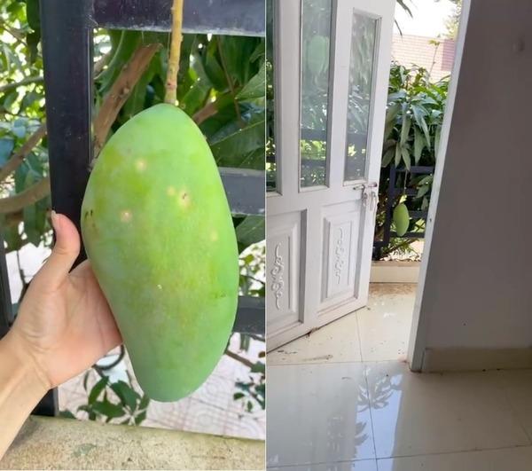 Đầu hàng những thể dạng mọc quả sai trái, muốn ăn mà bực phát điên-8