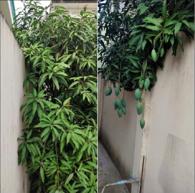 Đầu hàng những thể dạng mọc quả sai trái, muốn ăn mà bực phát điên-9
