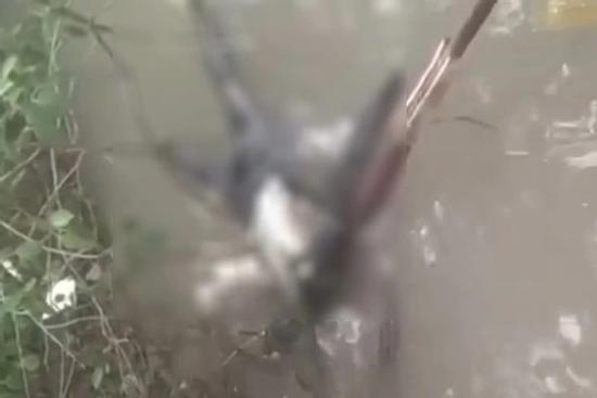 Phát hiện thi thể đang phân hủy, không đầu không tay trôi sông