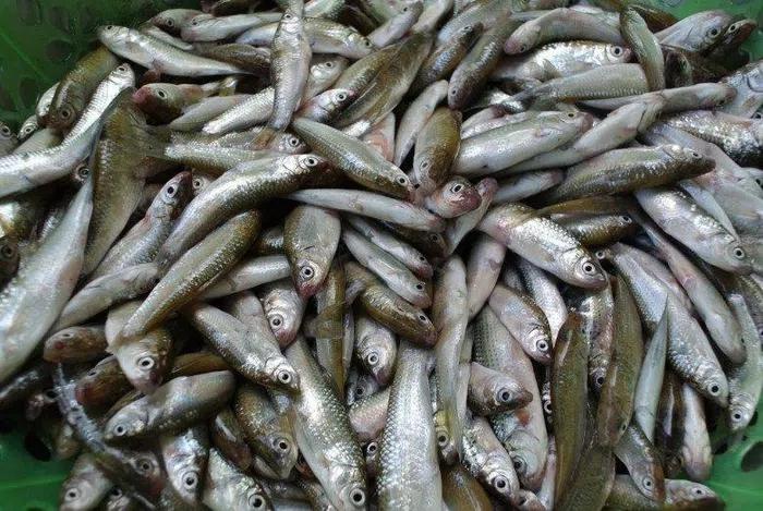 Loại cá xưa rẻ bèo giờ thành đặc sản-2