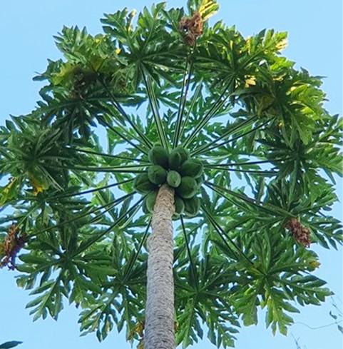 Cận cảnh cây đu đủ cao gần bằng tòa nhà 5 tầng lập kỷ lục thế giới-1