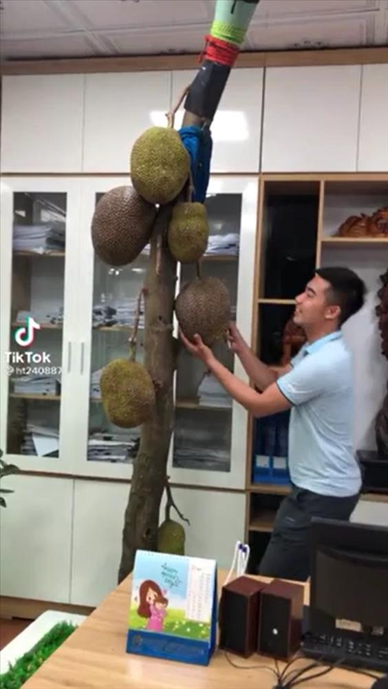 The jackfruit tree grows unruly, but the fruit is very wrong, it's unexpected when it's cut -2
