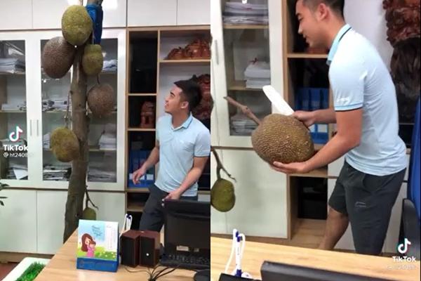 The unruly jackfruit tree grows in the middle of the office, but the fruit is wrong