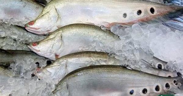 Loại cá từng bị chê lên chê xuống đổi đời thành đặc sản đắt đỏ-2