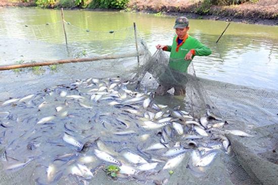 Loại cá từng bị chê lên chê xuống 'đổi đời' thành đặc sản đắt đỏ