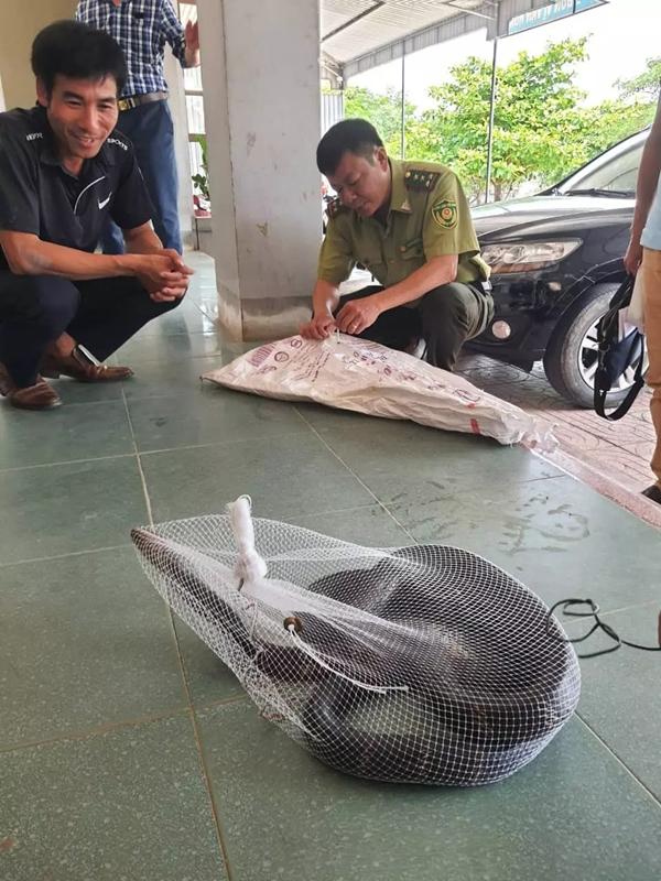 3 meter long king cobra enters the school-2