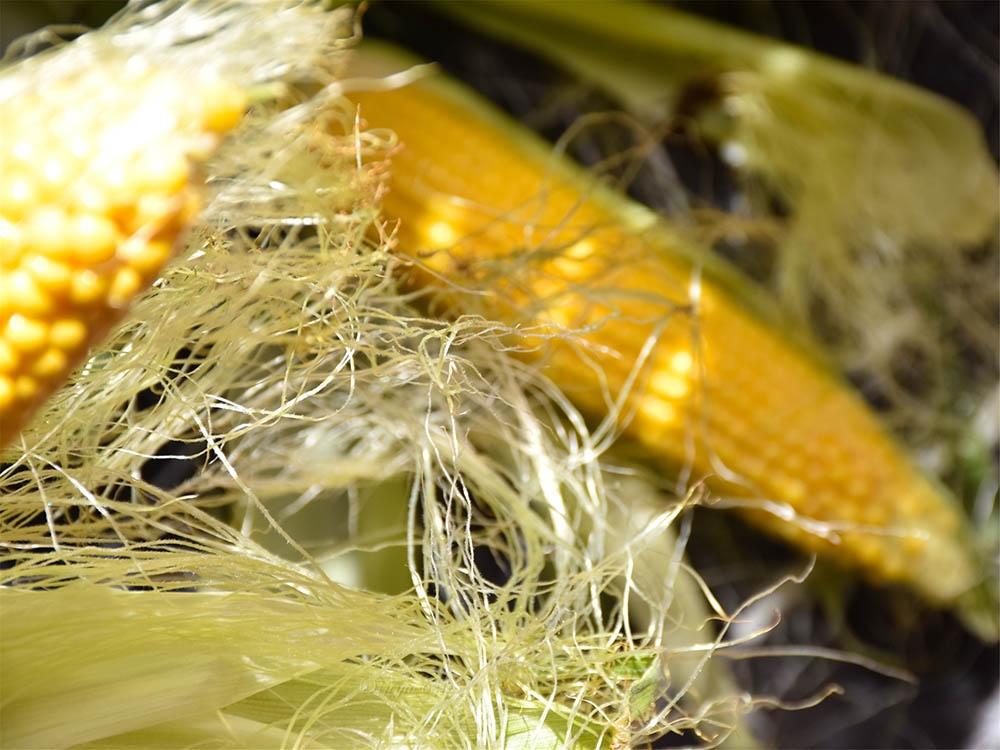 Báu vật trong bắp ngô bỏ đi quá phí, tận dụng phòng ngừa vô số bệnh-1