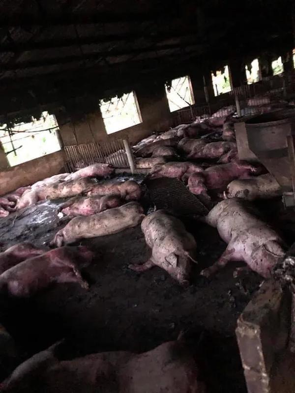 Sét đánh trúng trang trại lợn, hơn 200 con của 1 gia đình chết la liệt-1