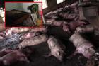 Sét đánh trúng trang trại lợn, hơn 200 con của 1 gia đình chết la liệt