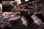 Sét đánh trúng trang trại lợn, hơn 200 con của 1 gia đình chết la liệt